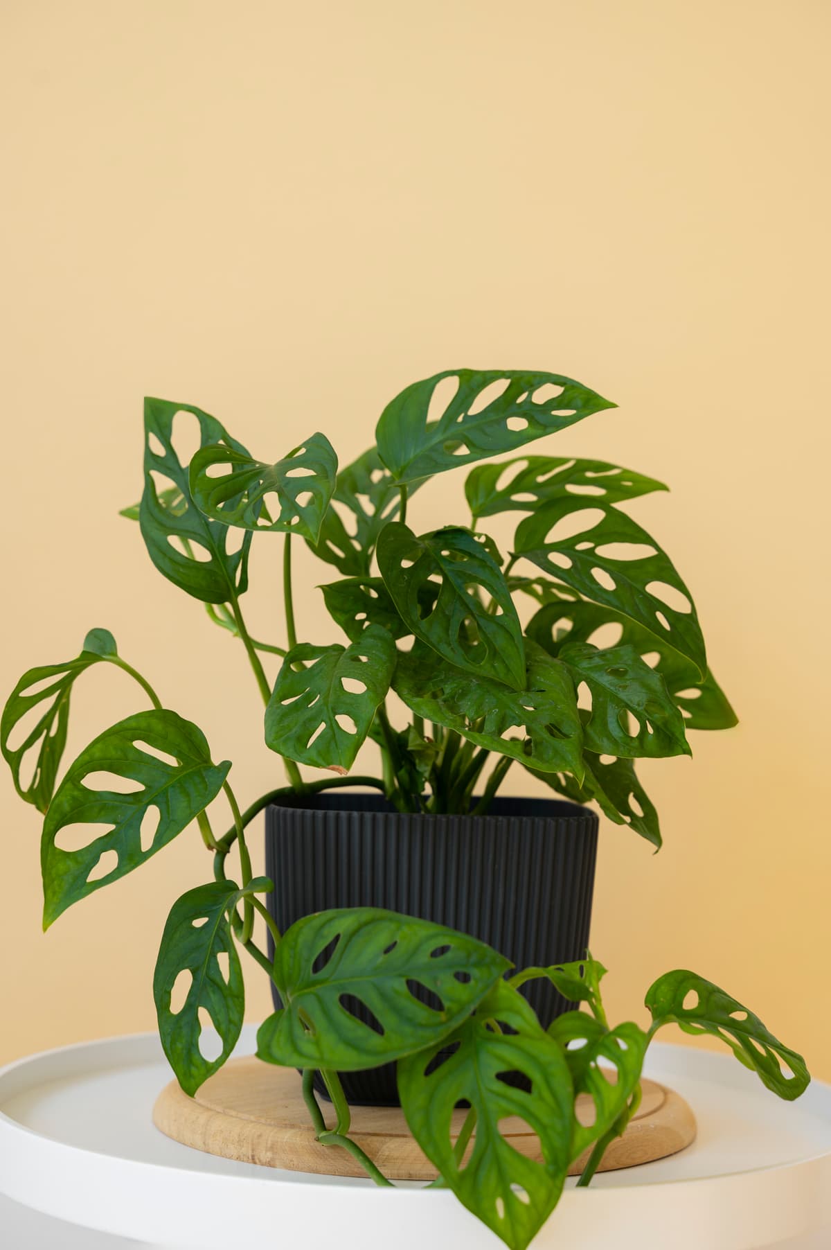 Plante