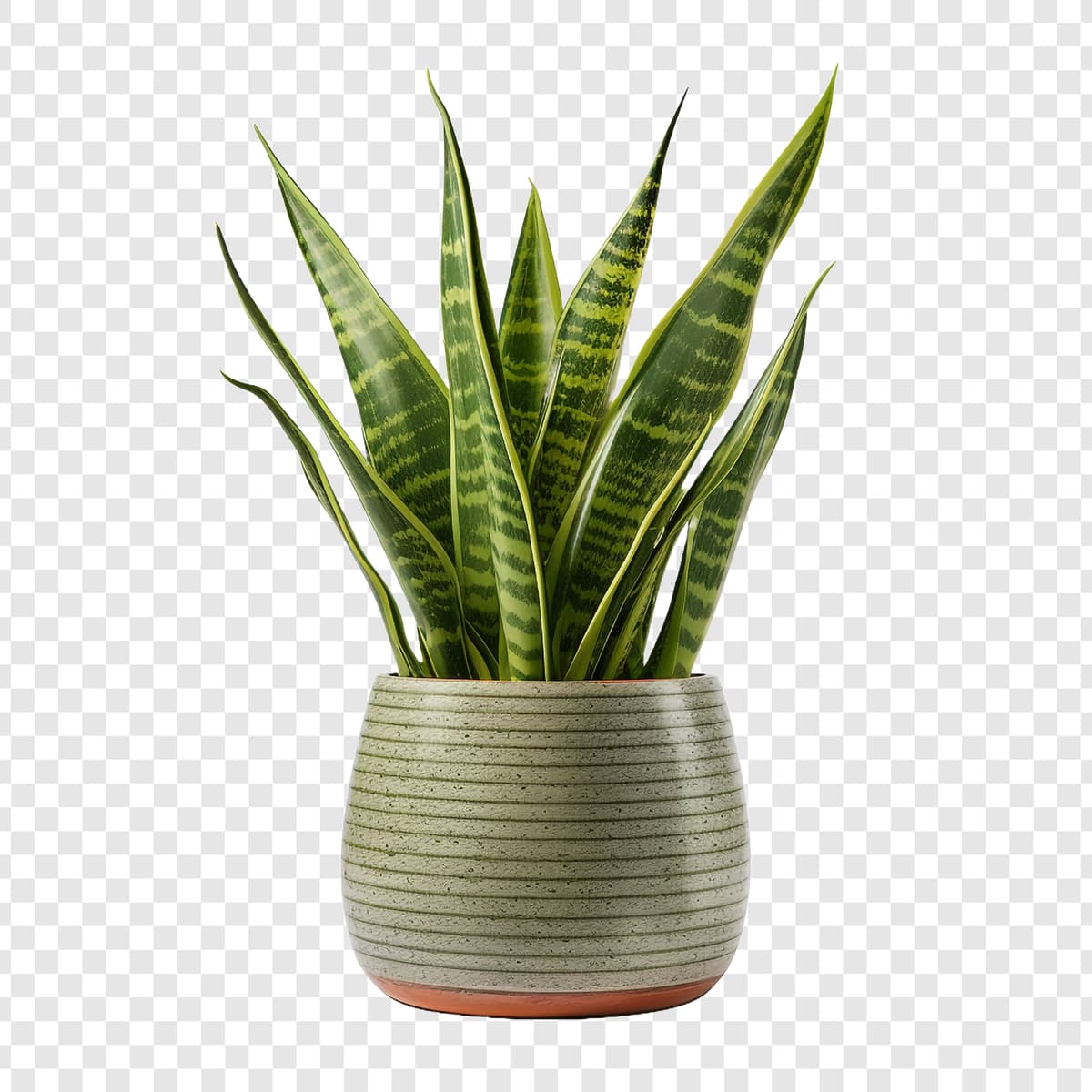 Plante