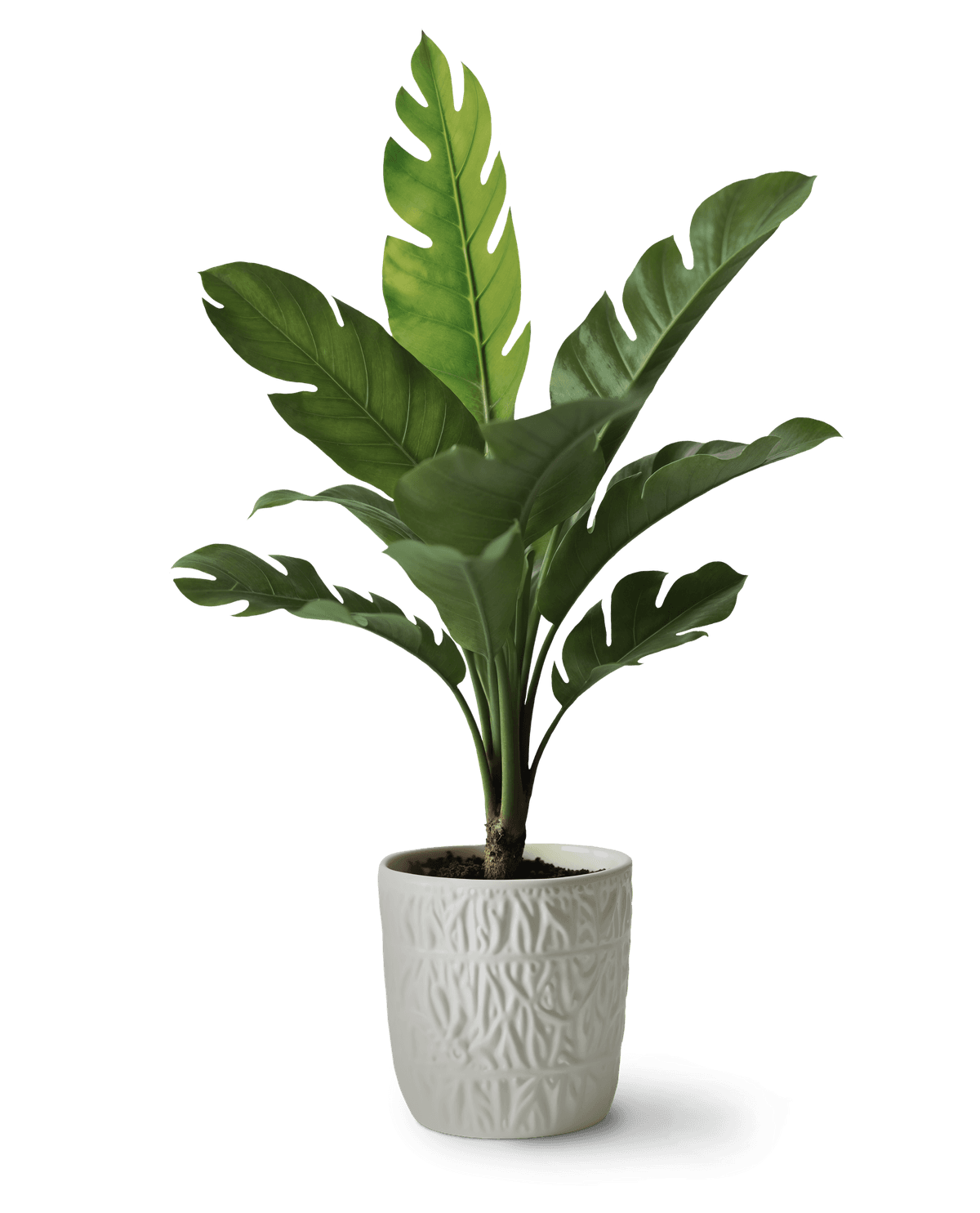 Plante