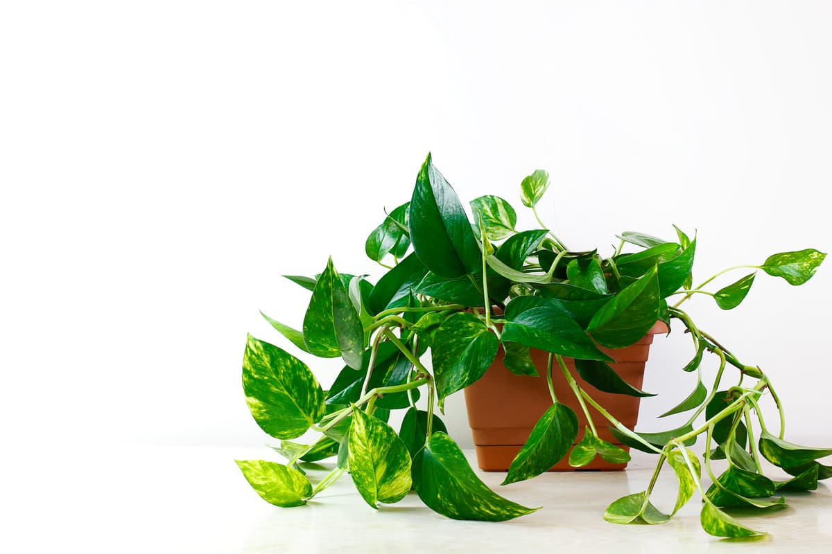 Plante